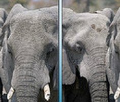 2 Images 5 Differences Wildlife