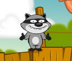 Raccoon